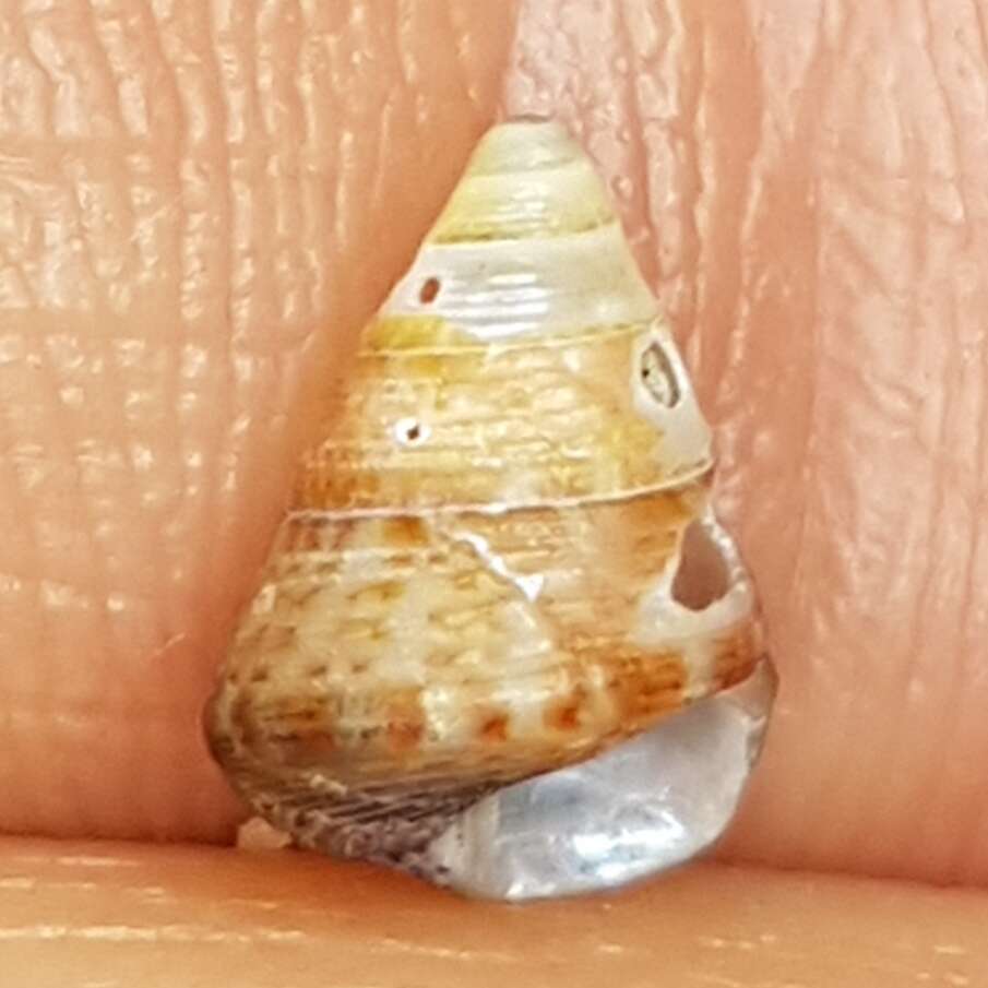 Image of Grooved Top-Shell