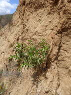 Слика од Penstemon spectabilis Thurb. ex Torr. & Gray