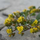 Image de Phacelia lutea var. calva Cronq.