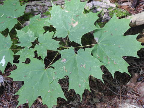 Image of sugar maple