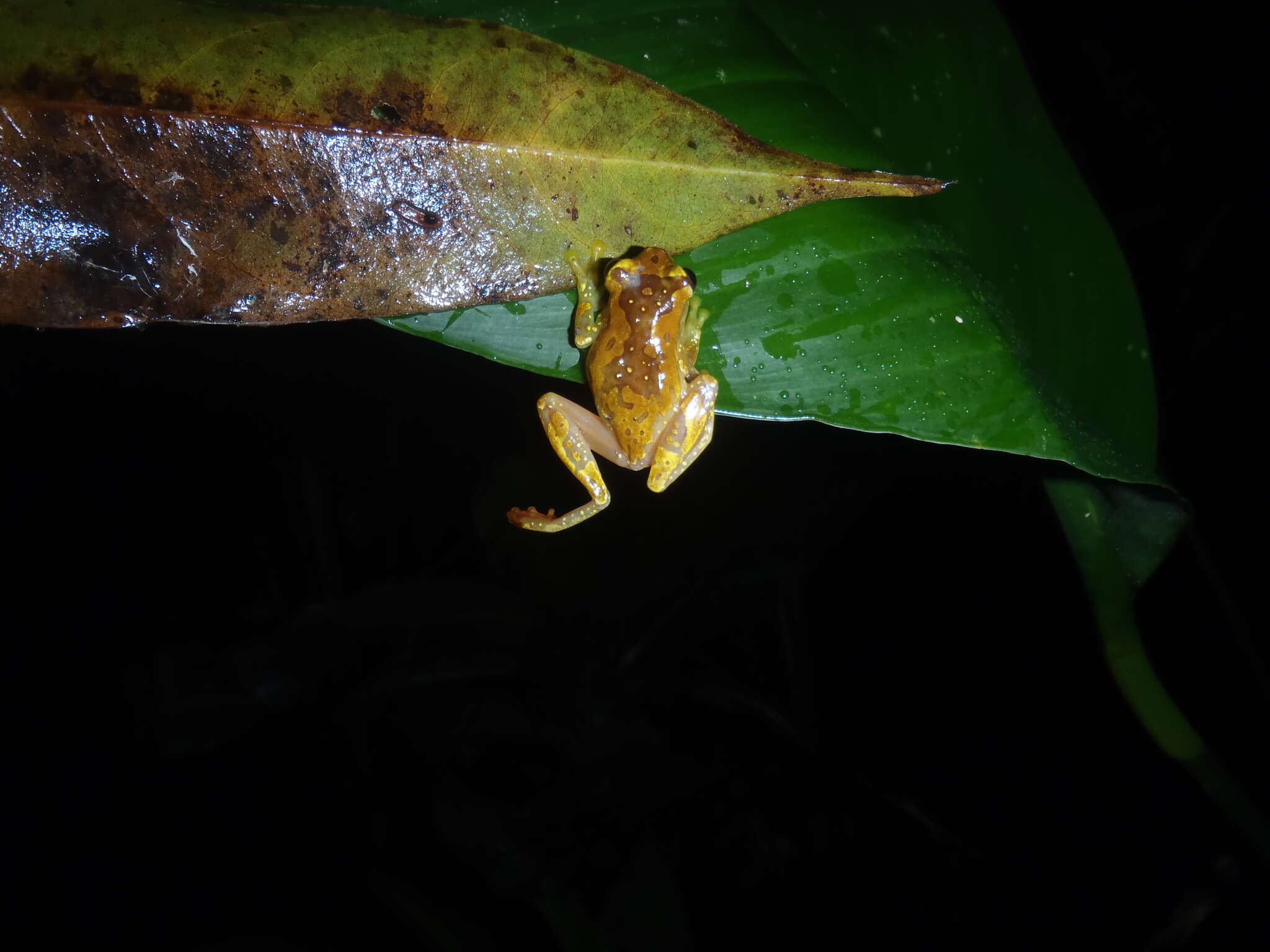 Image of Hourglass Treefrog