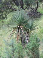 Image de Yucca madrensis Gentry