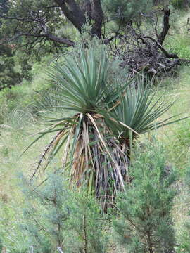 Yucca madrensis Gentry的圖片