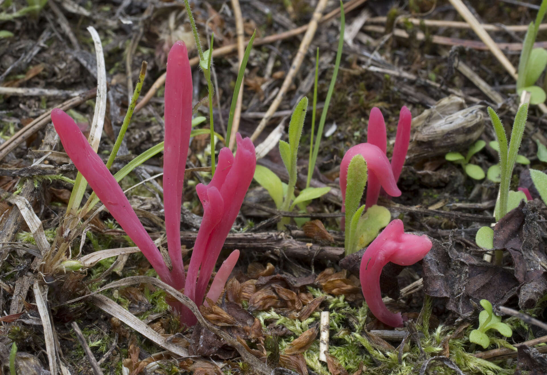 Image of Clavaria rosea Fr. 1821