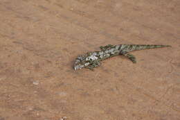 Image of Eastern Cape Dwarf Chameleon