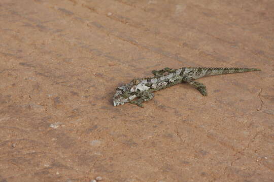 Image of Eastern Cape Dwarf Chameleon