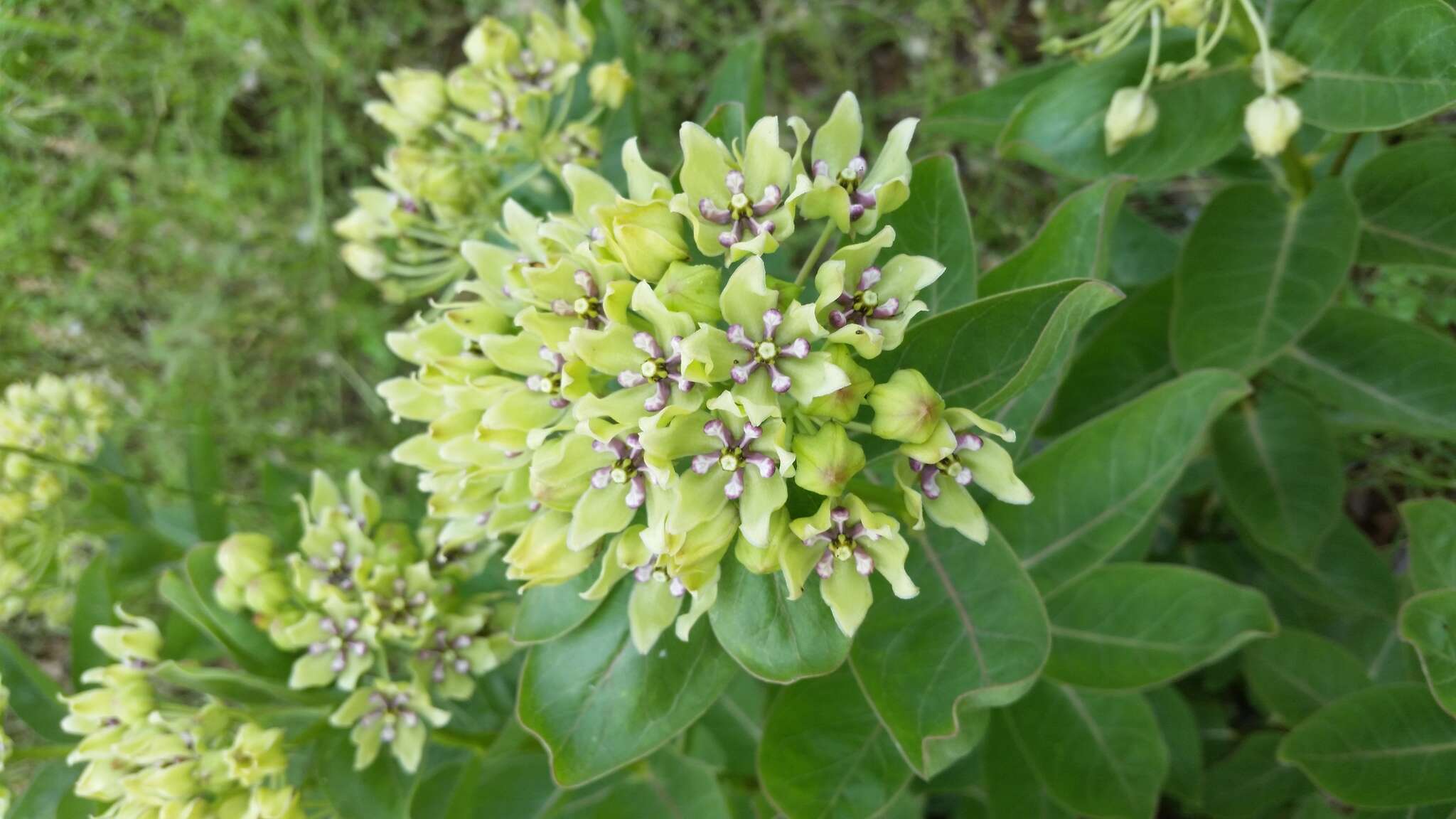 Sivun Asclepias viridis Walt. kuva