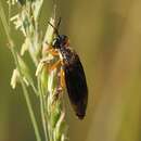 Image of Dioctria flavipennis Meigen 1820