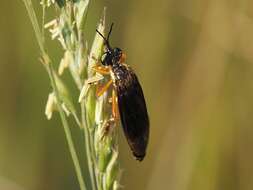 Image of Dioctria flavipennis Meigen 1820