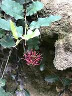 Image of Grevillea repens F. Müll.