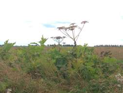 Image of Heracleum sosnowskyi Manden.