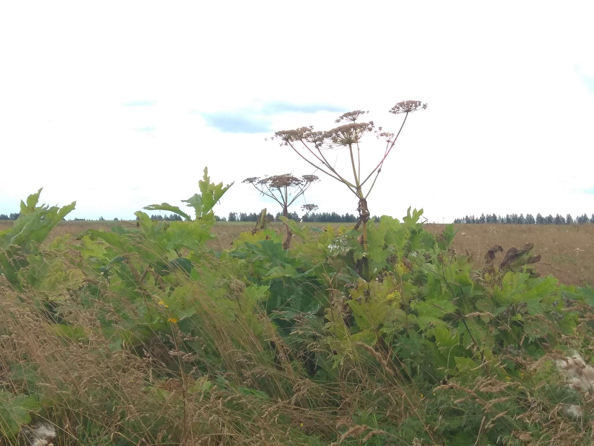 Image of Heracleum sosnowskyi Manden.