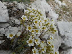 Слика од Saxifraga caesia L.