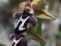 Image of Ophrys cretica subsp. cretica