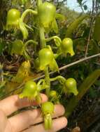 Catasetum gardneri Schltr.的圖片