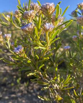 Image of Conospermum nervosum Meissn.