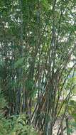 Image of hedge bamboo