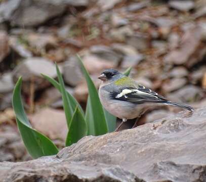 Image of Fringilla coelebs africana Levaillant & J 1850