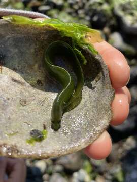 Image of Fucus blenny