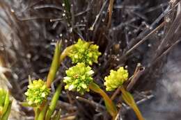 Image of Crassula subulata L.