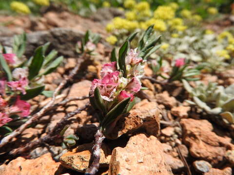 Plancia ëd Polygonum shastense Brewer ex A. Gray