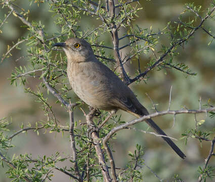 Imagem de Toxostoma bendirei (Coues 1873)