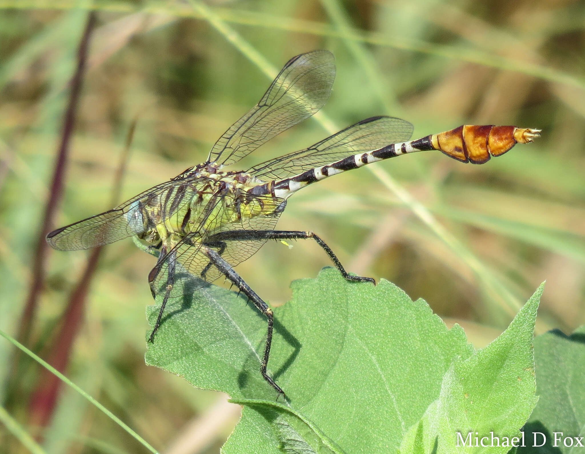 Image of Dromogomphus spoliatus (Hagen ex Selys 1858)