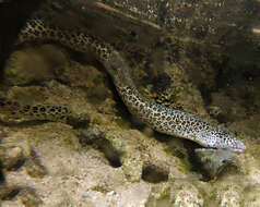 Image of Bar-cheeked eel