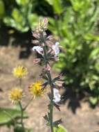 Image de Salvia repens var. repens