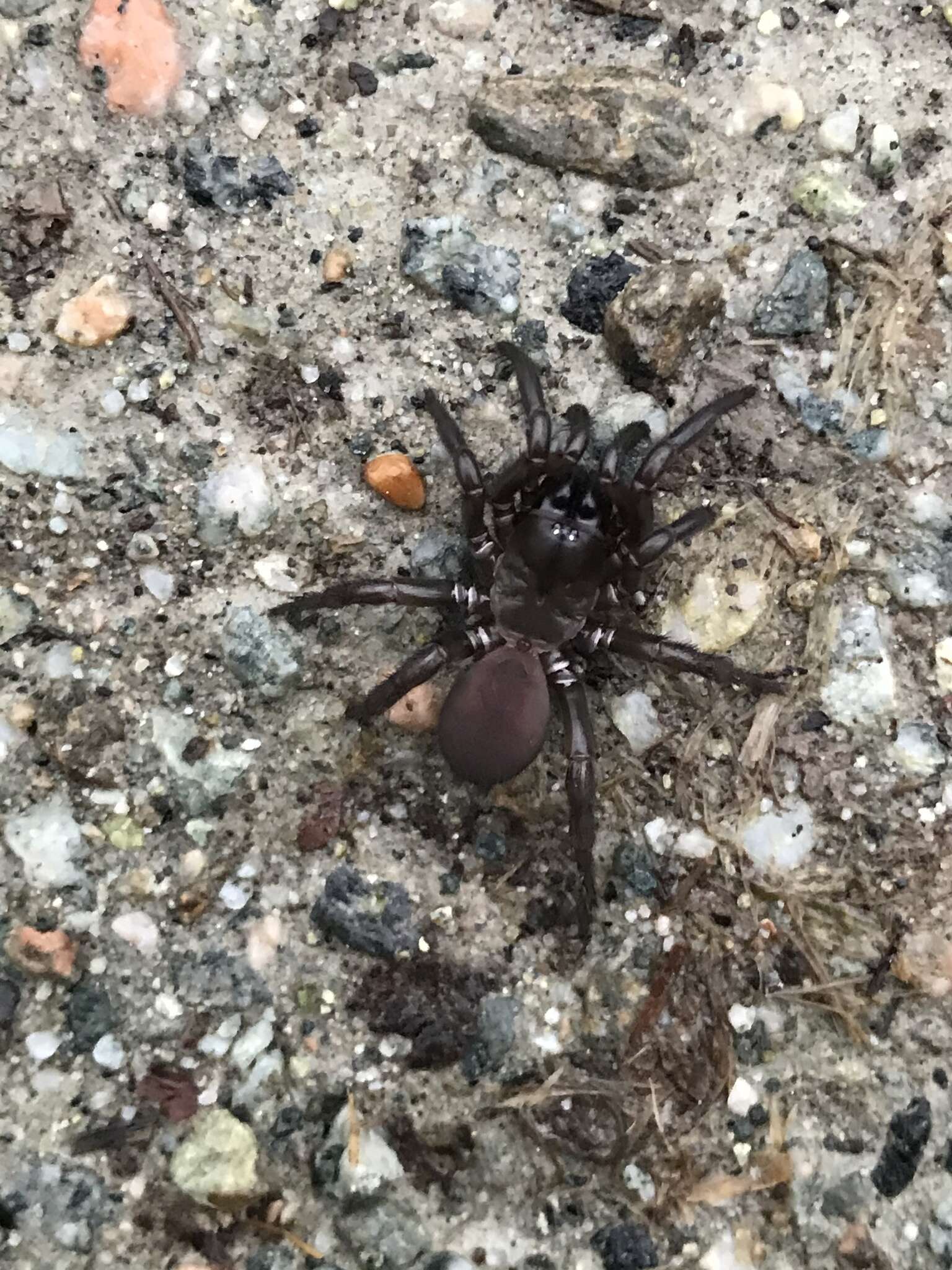 Image of Foldingdoor Spider