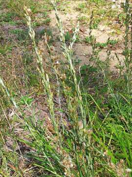 Image of heath cudweed