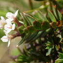 Image de Pimelea nitens subsp. nitens