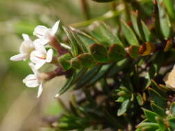 Image of Pimelea nitens subsp. nitens