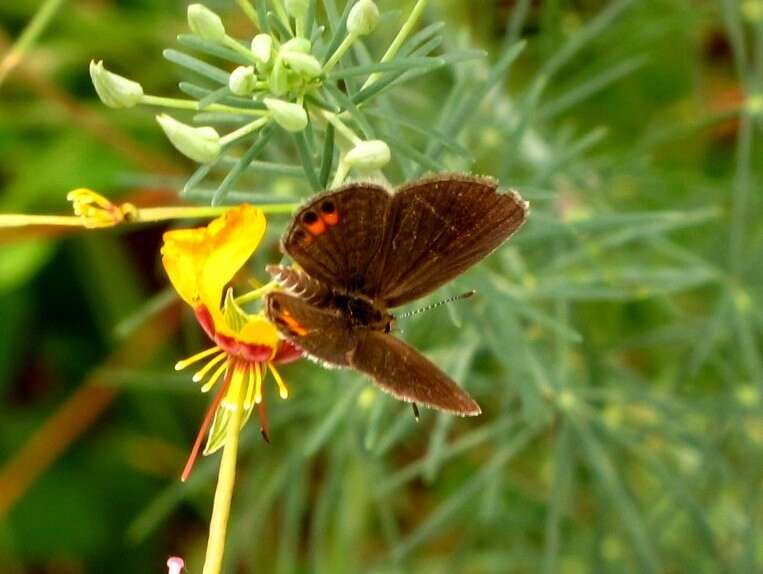 Image of Grass jewel