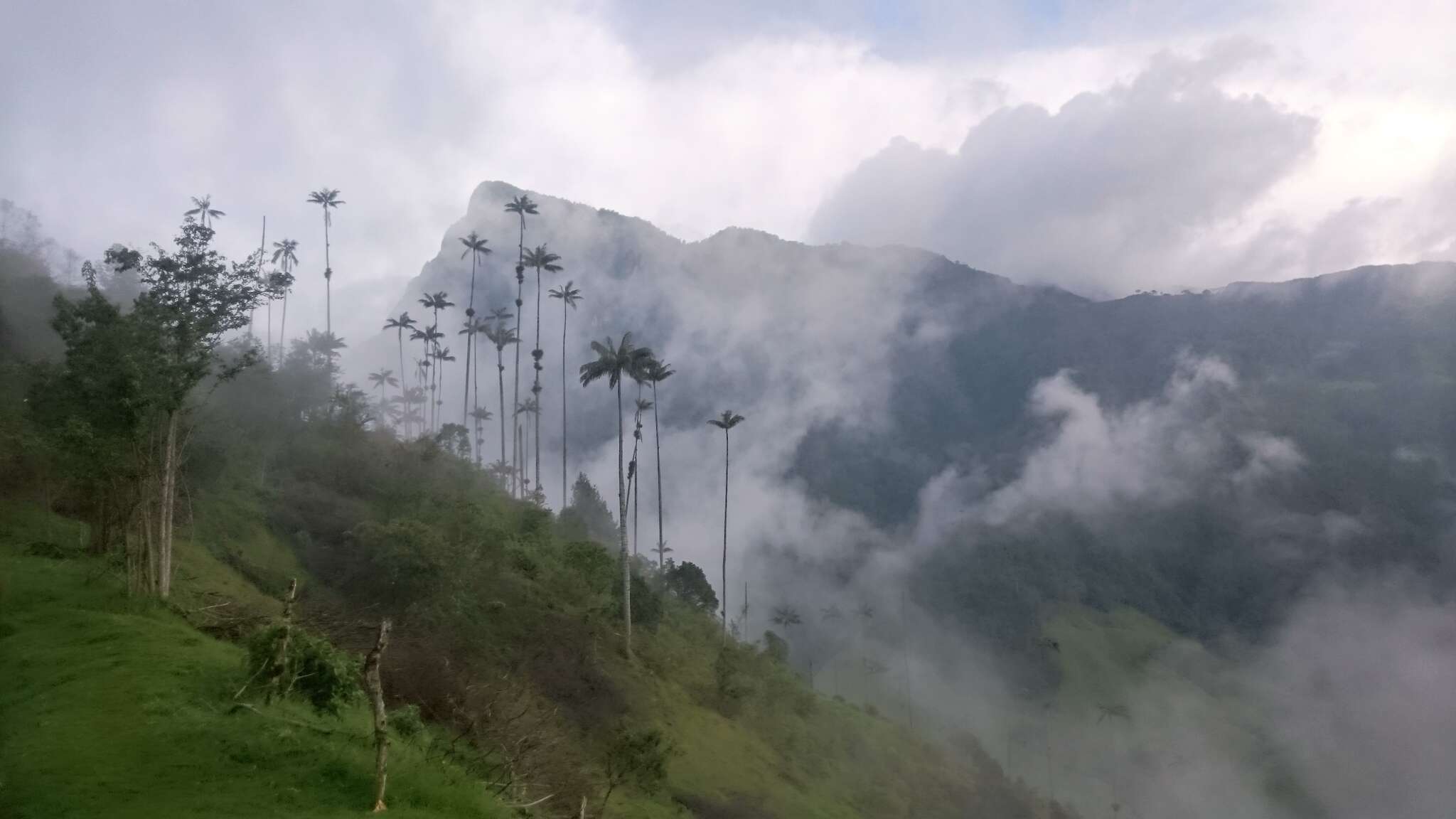 Image of Wax palm