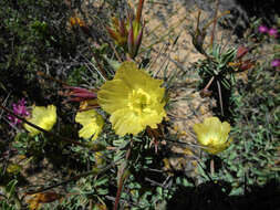 Image of Monsonia lheritieri (Sw.) Steud.