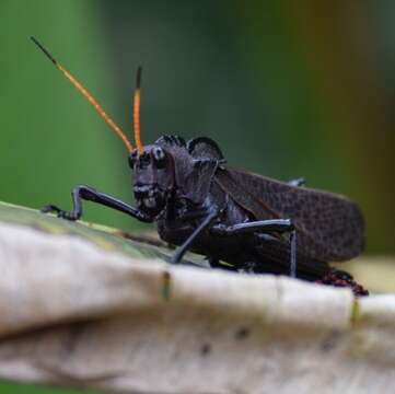 Image of lubber grasshopper