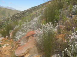 Image of Achyranthemum paniculatum