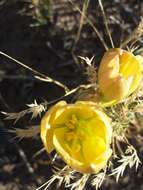 Imagem de Zephyranthes gilliesiana