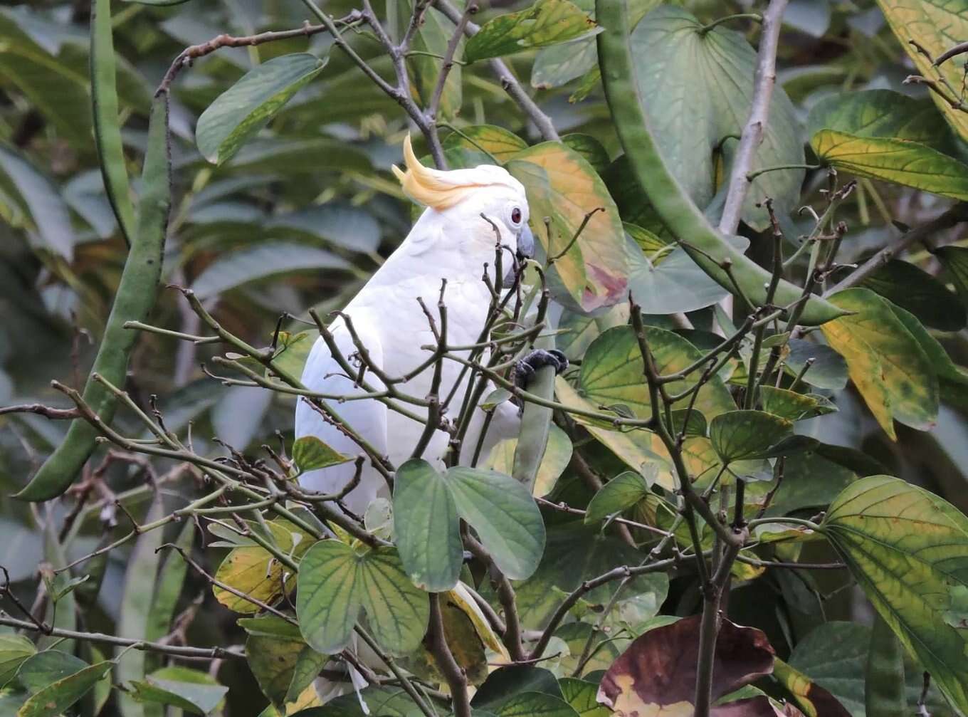 Image of Lesser Sulphur-crested Cockatoo