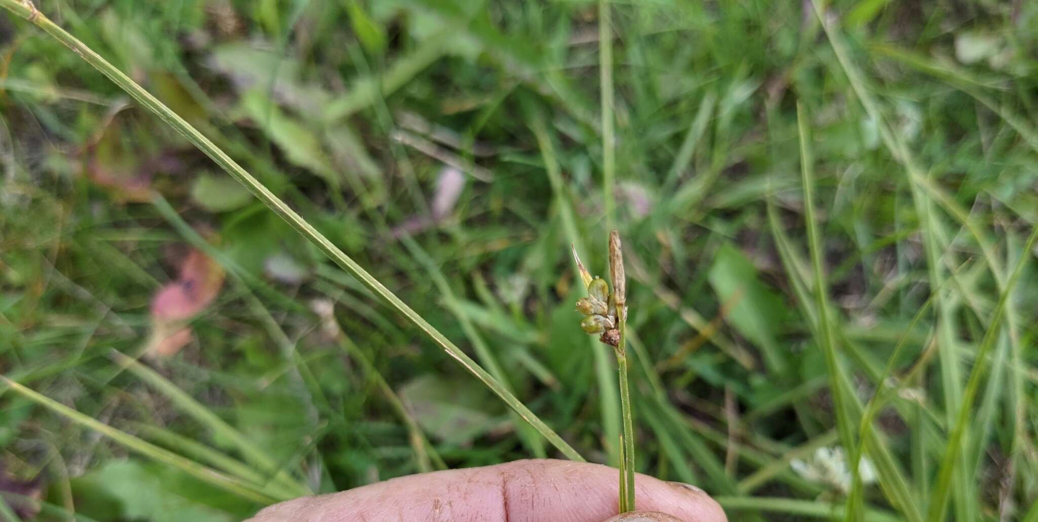 Image of Torrey's Sedge