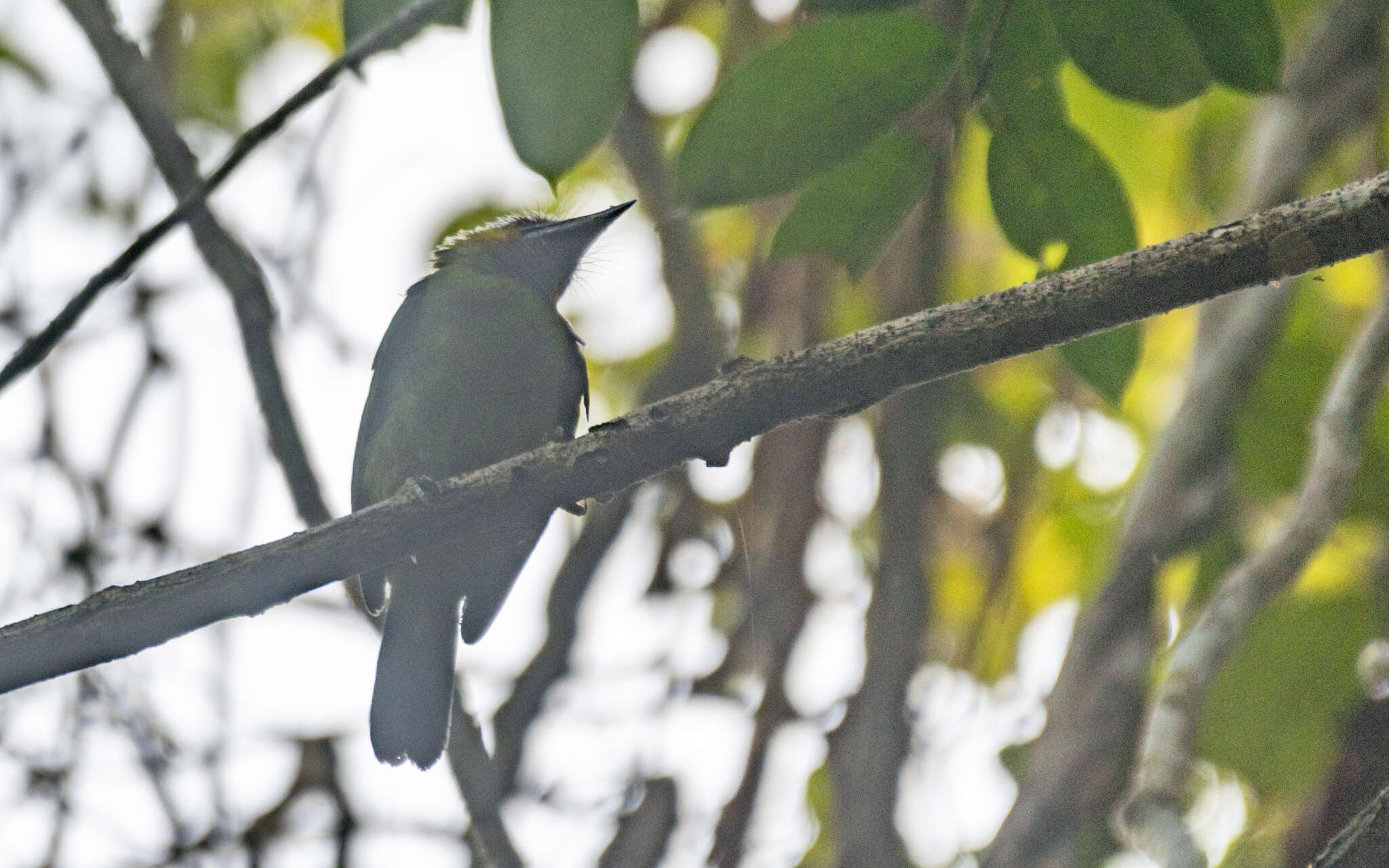 Image of Psilopogon chrysopogon laetus (Robinson & Kloss 1918)