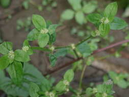 Image of Pacific False Buttonweed