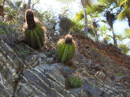 Image of Melocactus harlowii (Britton & Rose) Vaupel