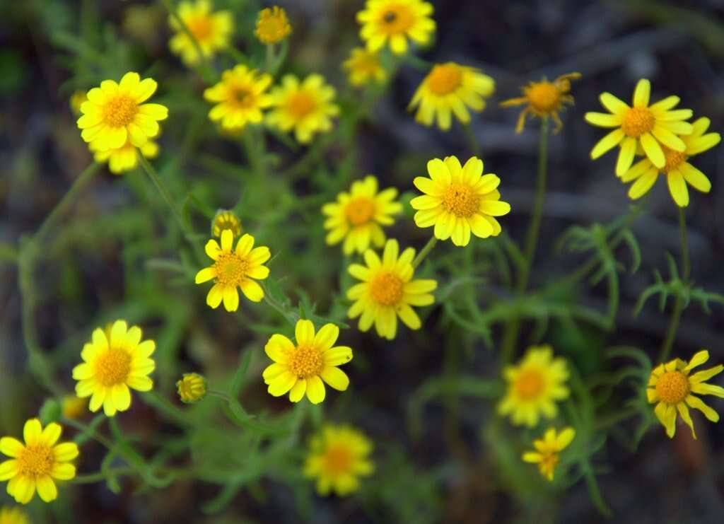 Lasthenia coronaria (Nutt.) Ornduff resmi