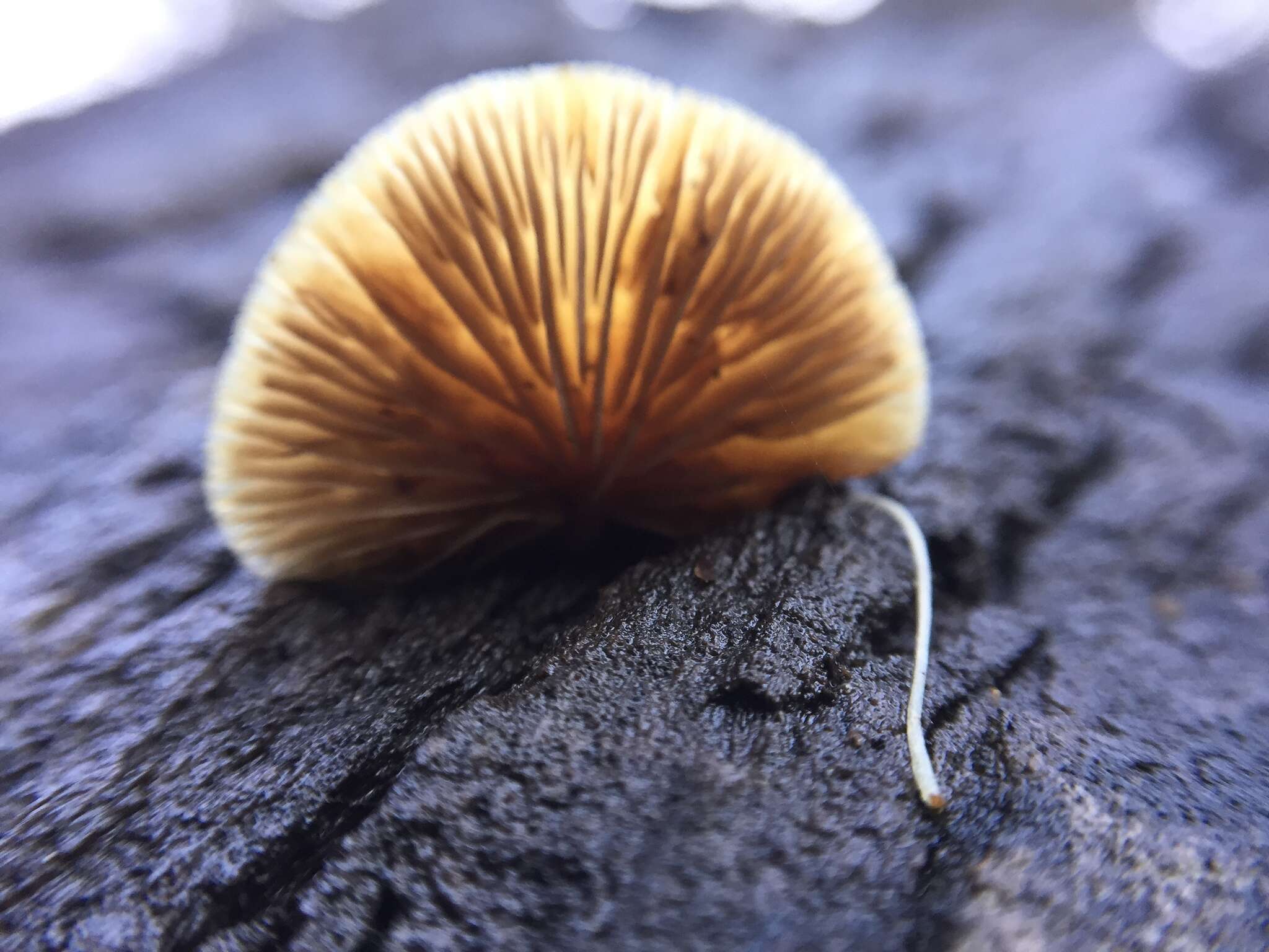 Image of Crepidotus mollis (Schaeff.) Staude 1857