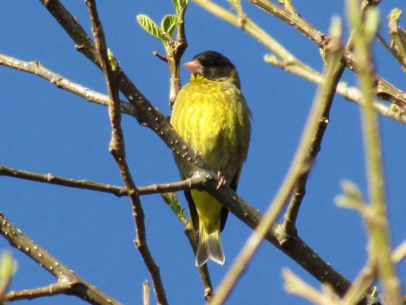 Image of Black-headed Greenfinch