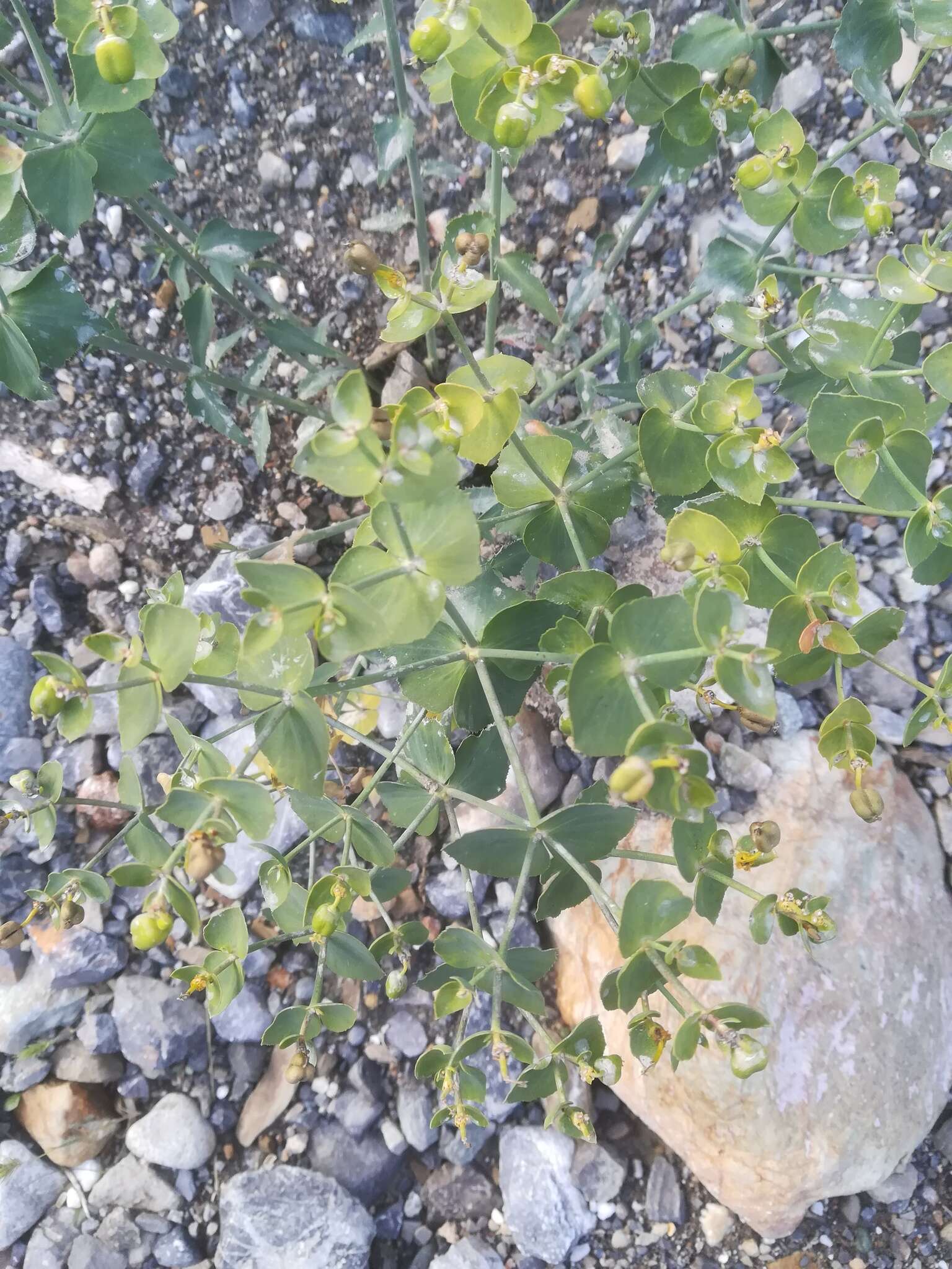 Image of serrate spurge