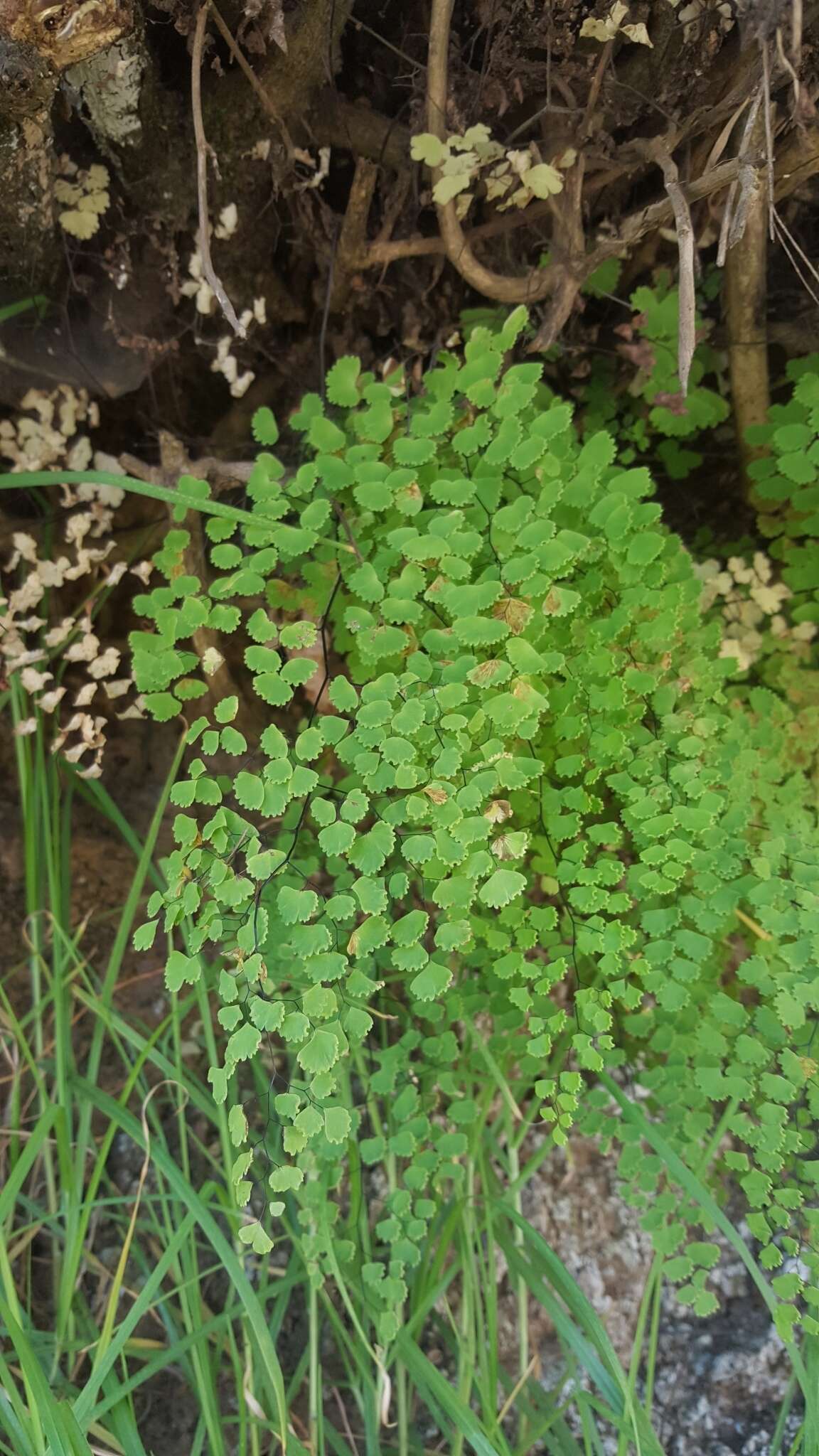 Image of Adiantum poiretii Wikstr.