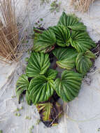 Image of giant forget-me-not